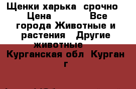 Щенки харька! срочно. › Цена ­ 5 000 - Все города Животные и растения » Другие животные   . Курганская обл.,Курган г.